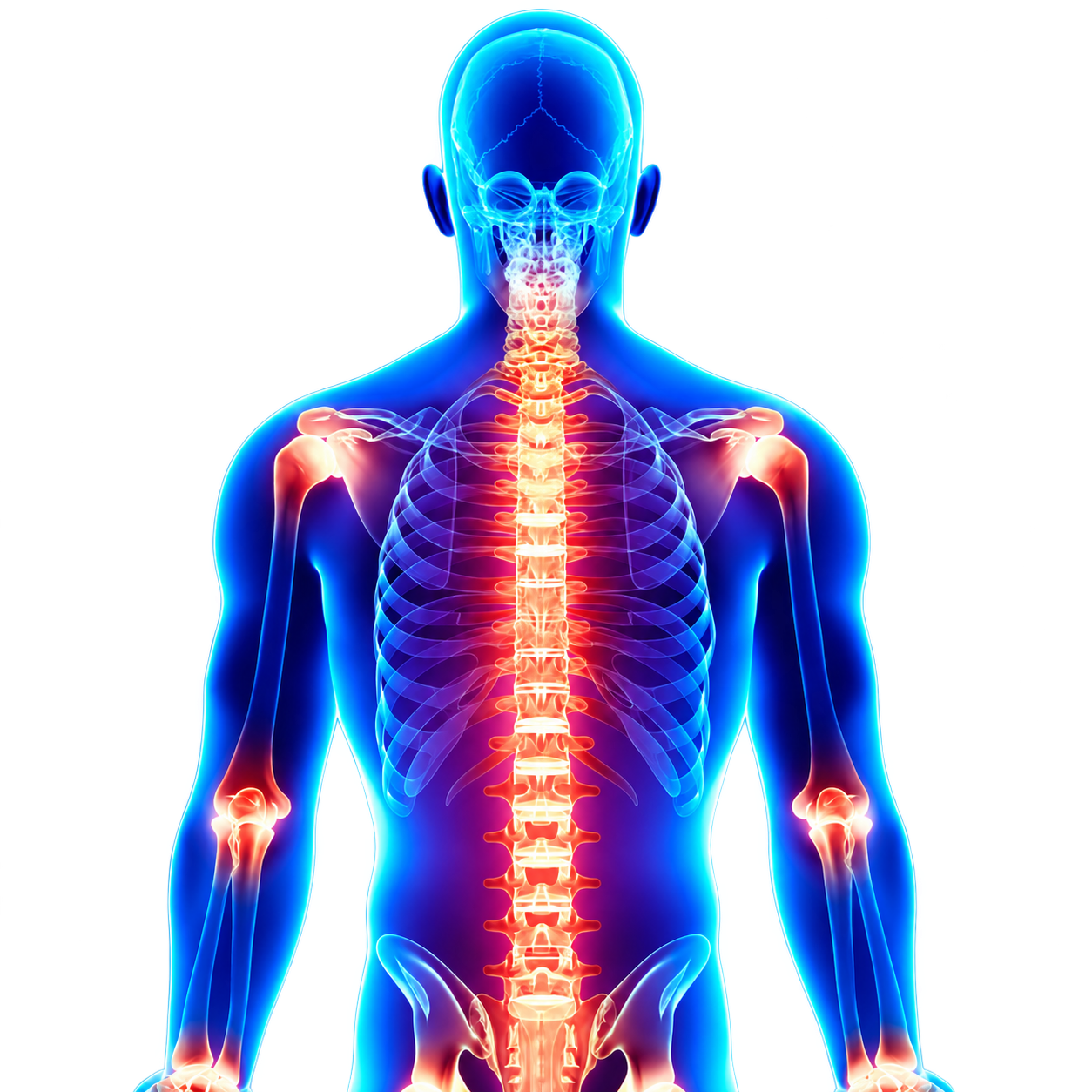 Illustrated highlight of the spine and joints
